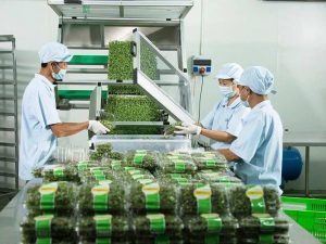 quy trình đóng gói thực phẩm chuẩn